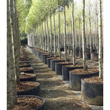 (2) Superoots Air-Pot 1 Gal Equivalent Garden Propagation Pot Planter Containers   